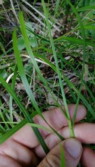 Poa anceps