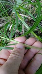 Poa anceps