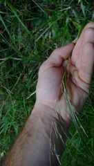 Poa anceps