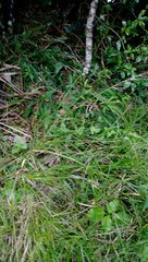 Poa anceps