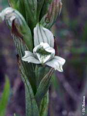 Chloraea philippii