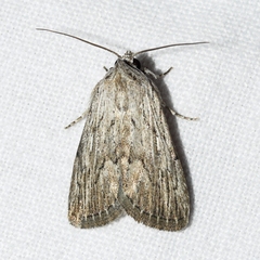 Catabena lineolata