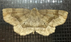 Metarranthis hypochraria