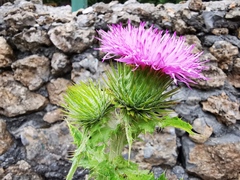 Cirsium acrolepis