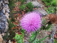 Cirsium acrolepis