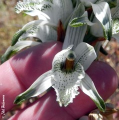 Chloraea piquichen