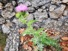 Cirsium acrolepis