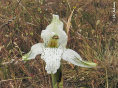 Chloraea piquichen