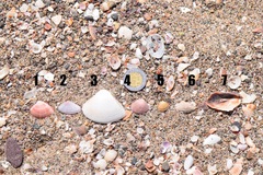 Lamelliconcha concinna