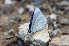 Eirmocides consimilis