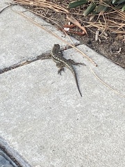 Sceloporus occidentalis