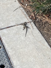 Sceloporus occidentalis
