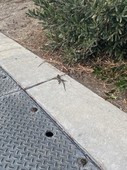 Sceloporus occidentalis
