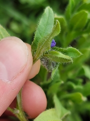 Asperugo procumbens