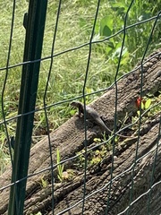 Sceloporus occidentalis
