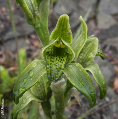 Chloraea viridiflora