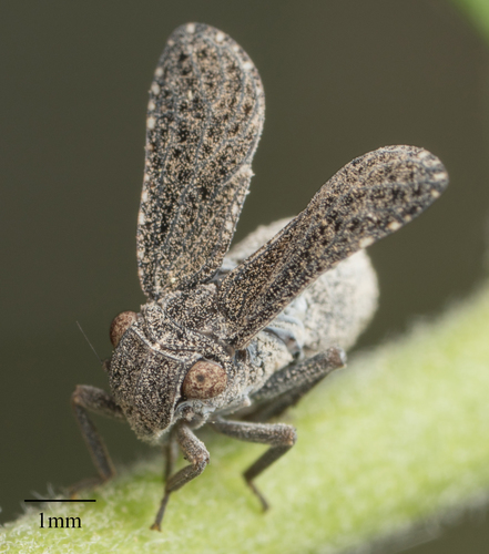 Tropiduchidae