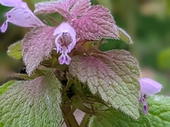 Lamium purpureum