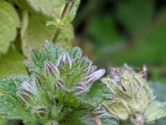 Lamium purpureum