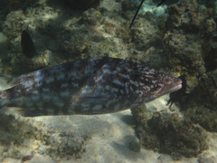 Lethrinus olivaceus