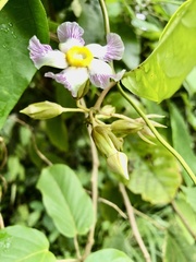 Prestonia portobellensis