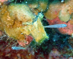 Emmelichthyops atlanticus