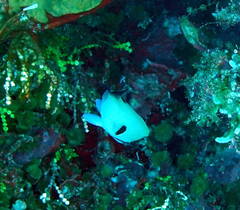 Hypoplectrus providencianus