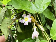 Prestonia portobellensis