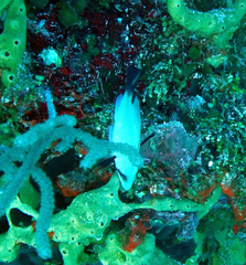 Hypoplectrus providencianus