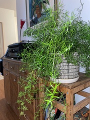 Coprosma linariifolia