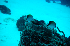 Chaetodon sedentarius