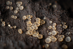 Orbiliomycetes