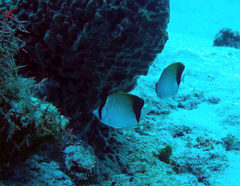 Chaetodon sedentarius