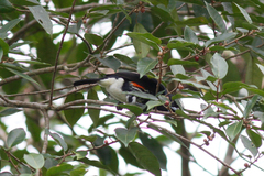 Capito maculicoronatus