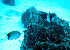 Chaetodon sedentarius