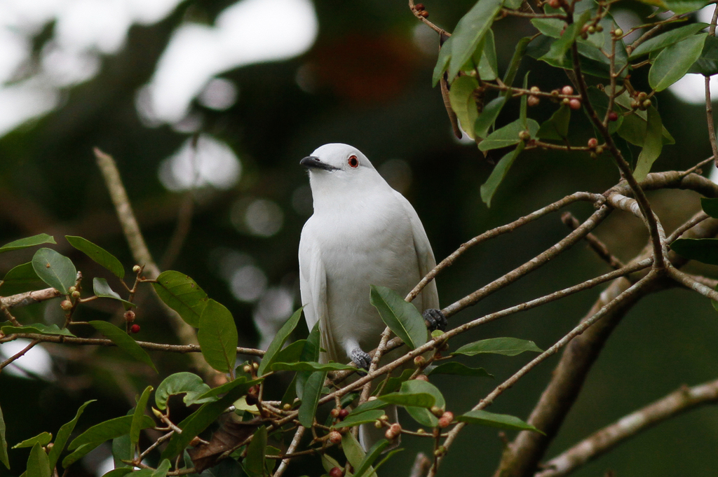 White Cotingas