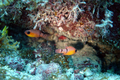 Apogon townsendi
