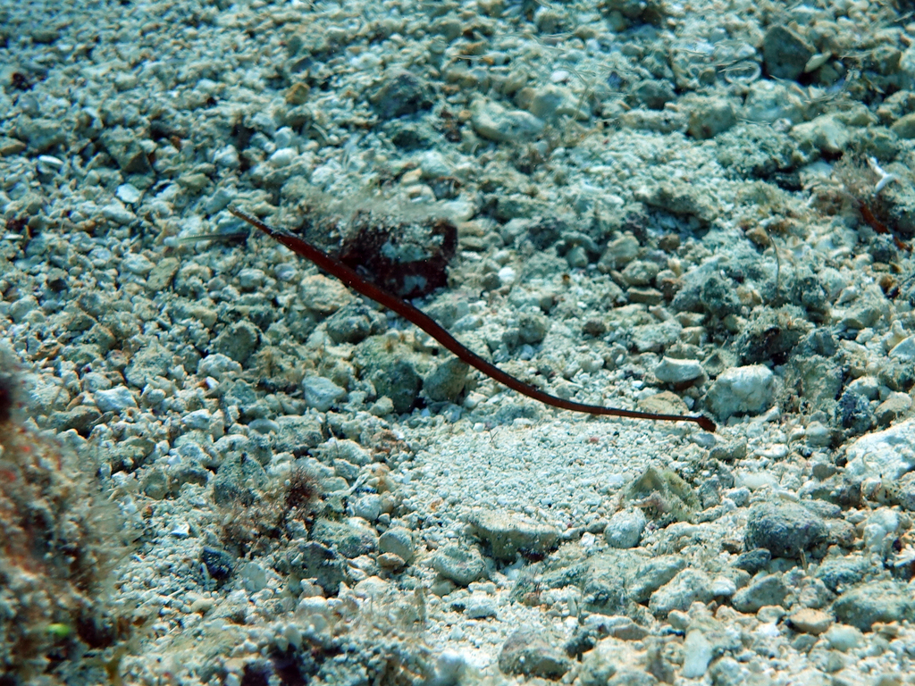 Caribbean Pipefish (Syngnathus caribbaeus) — Syngnathidae