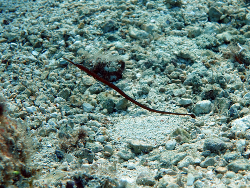 Caribische zeenaald (Syngnathus caribbaeus) — Syngnathidae
