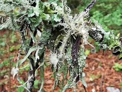 Usnea subelegans