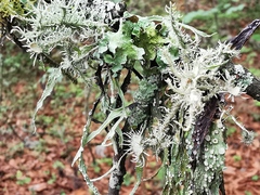 Usnea subelegans