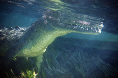 Cuban Crocodile photo 2
