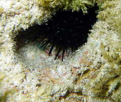 Tigrigobius multifasciatus