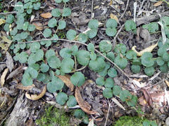 Chrysosplenium valdivicum