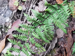 Myriopteris microphylla