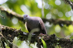 Patagioenas goodsoni