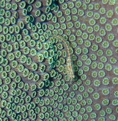 Emblemariopsis bahamensis