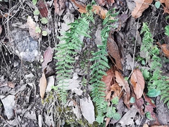 Myriopteris microphylla