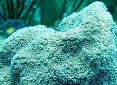 Elacatinus genie