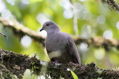 Patagioenas goodsoni
